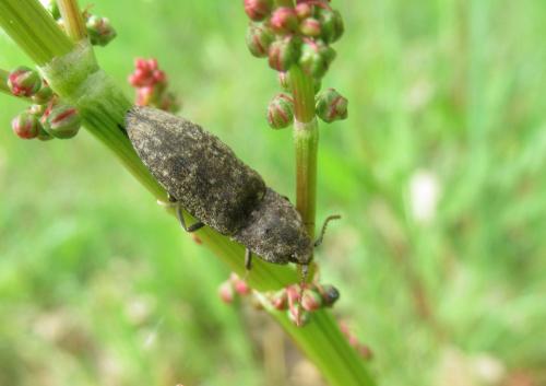 Réf. 202 574 : Agrypnus murinus